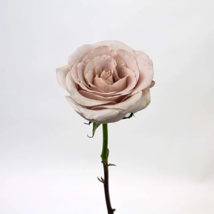 Quicksand Cream Rose Flower Stem