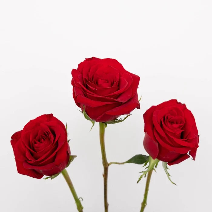 Red Roses For Valentines Day Stem - Image