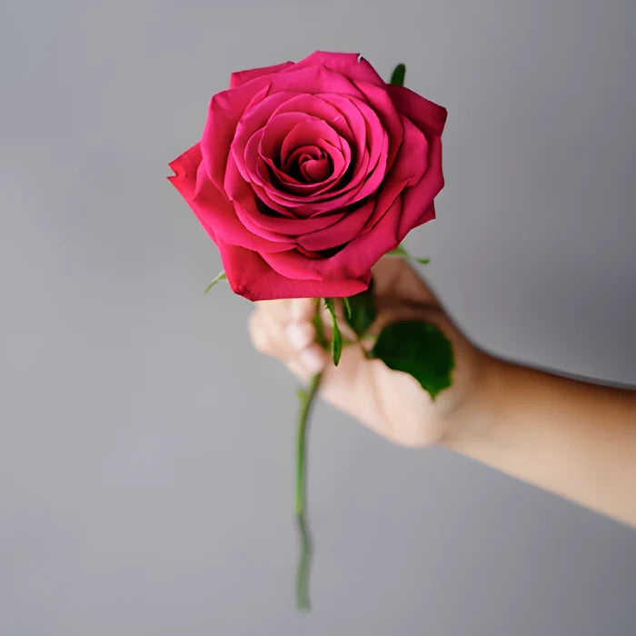 Roseberry Pink Rose