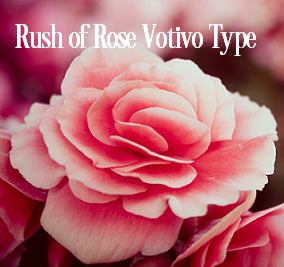 Rush of Rose Fragrance Oil 20272