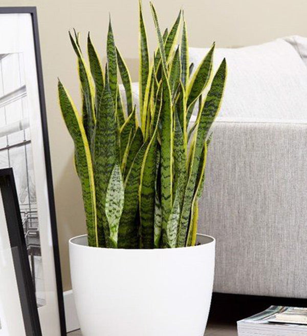 Sansevieria Hyacinthoides Tree - Vietnamese Flowers