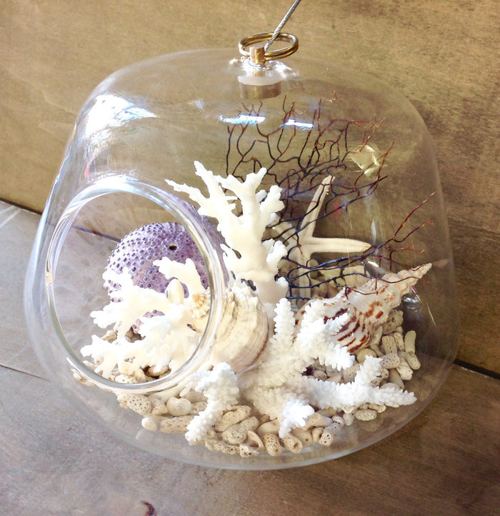 Seashell Hanging Terrarium