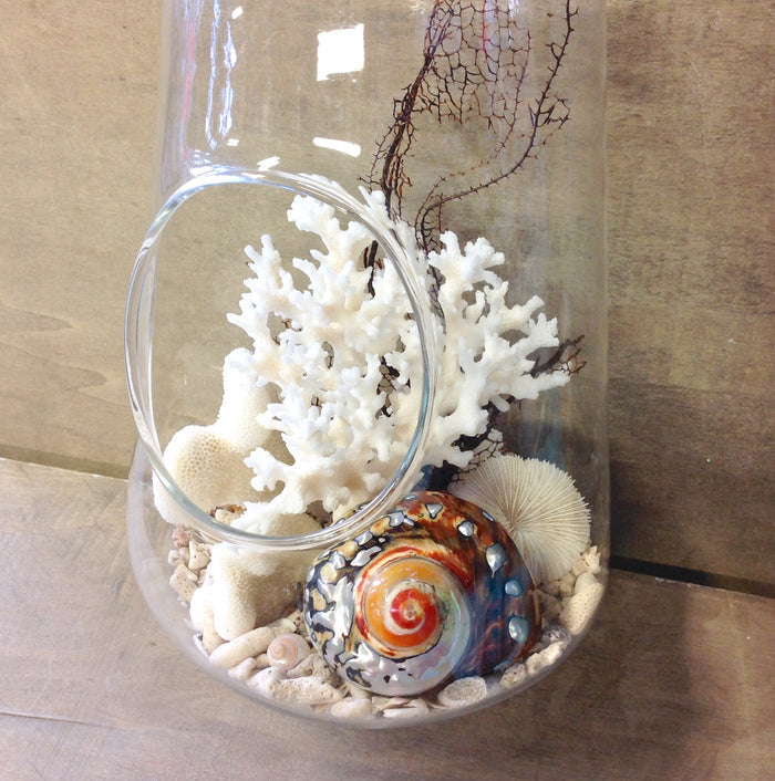 Seashell Hanging Terrarium