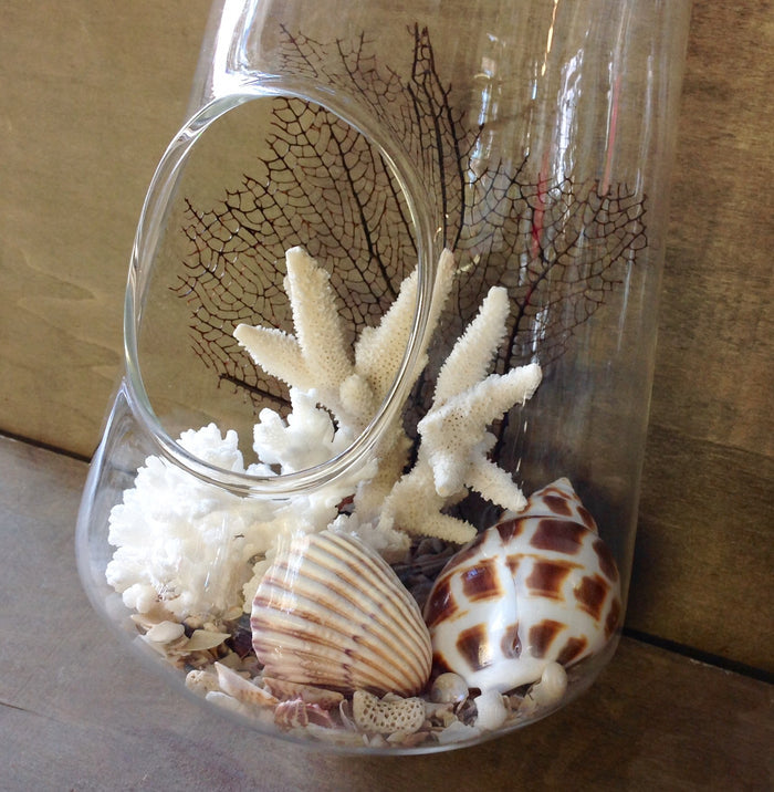 Seashell Hanging Terrarium