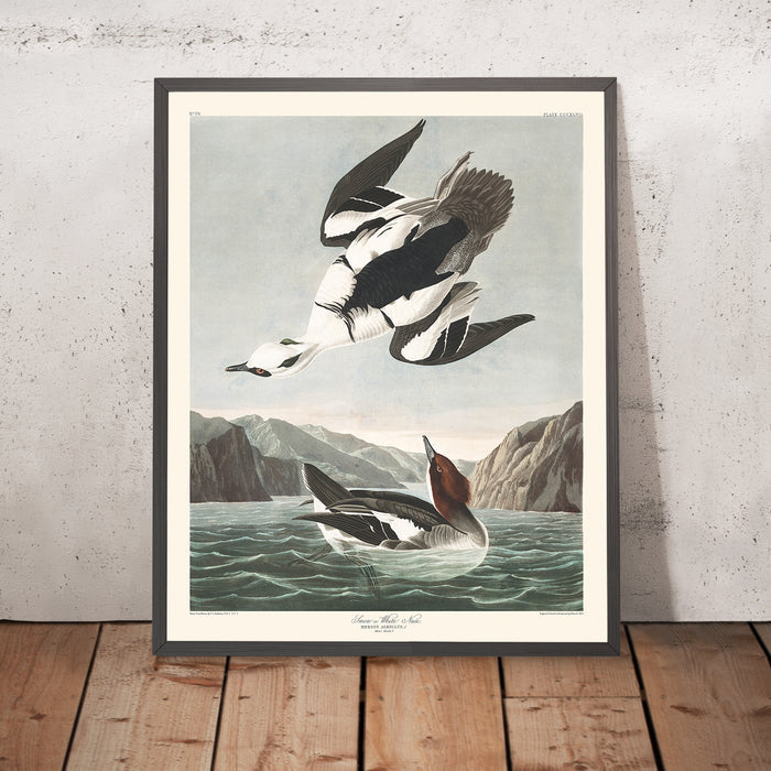 A framed image of Smew, or White Nun by John James Audubon, 1827