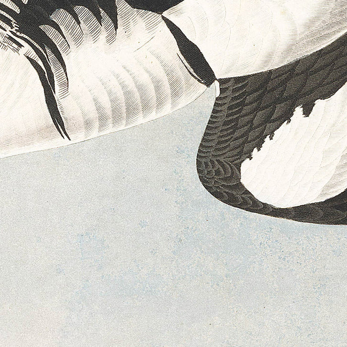 Smew, or White Nun by John James Audubon, 1827