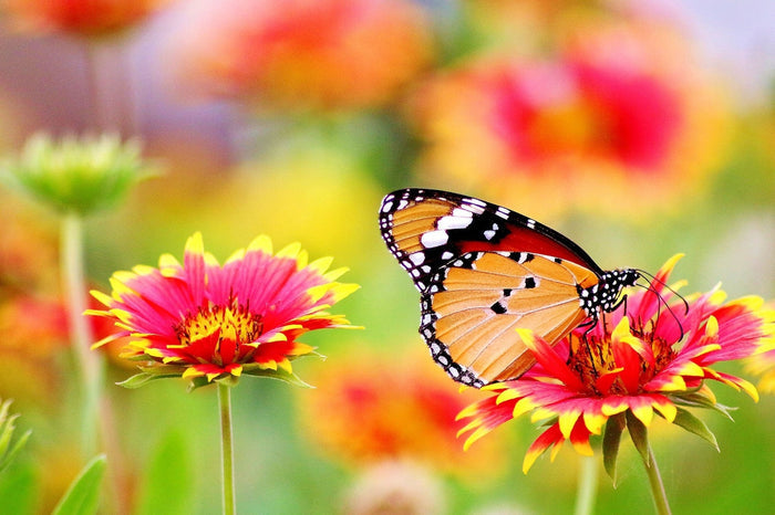 Spring Butterfly
