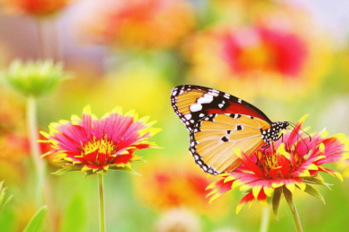 Spring Butterfly