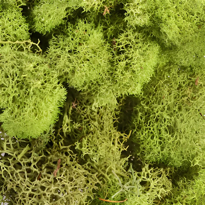 Spring Green Reindeer Moss
