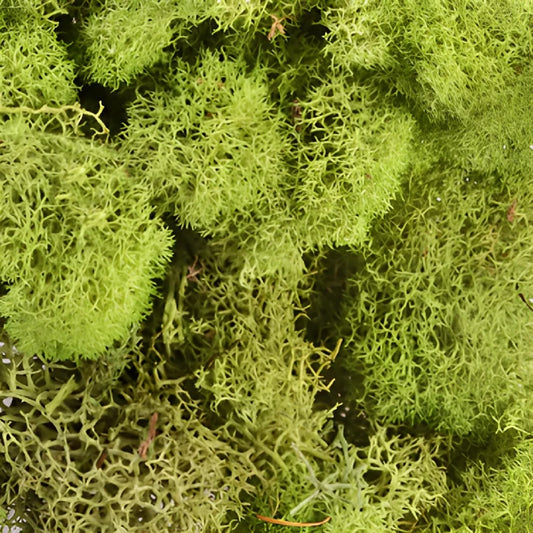 Spring Green Reindeer Moss