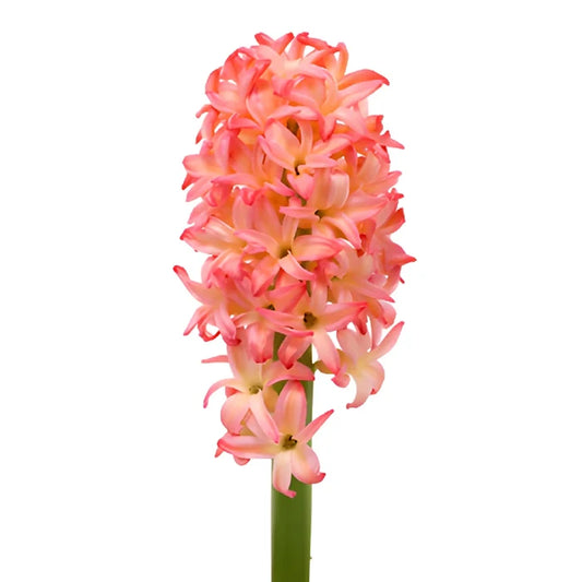 Sunrise Pink Hyacinth Flowers