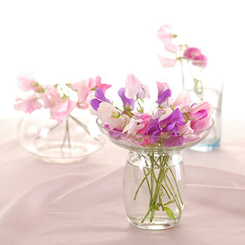 Sweet Pea Fragrance Oil 16962