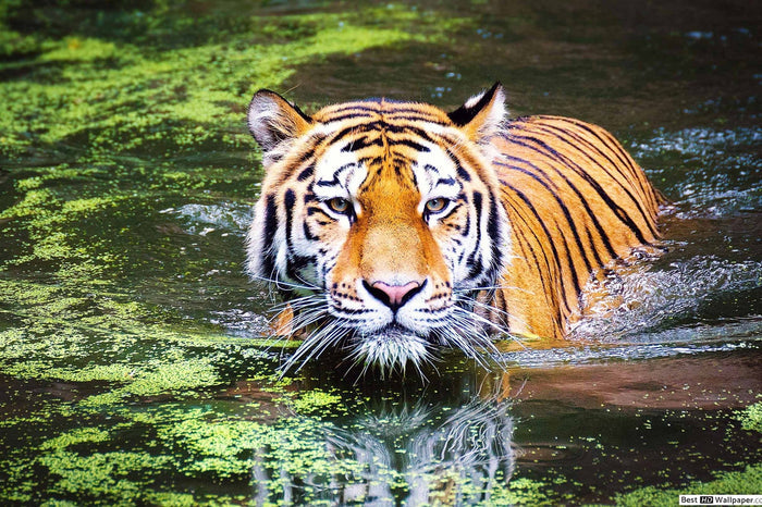 Tiger Swim