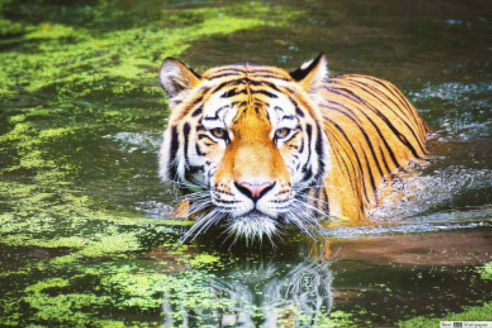 Tiger Swim
