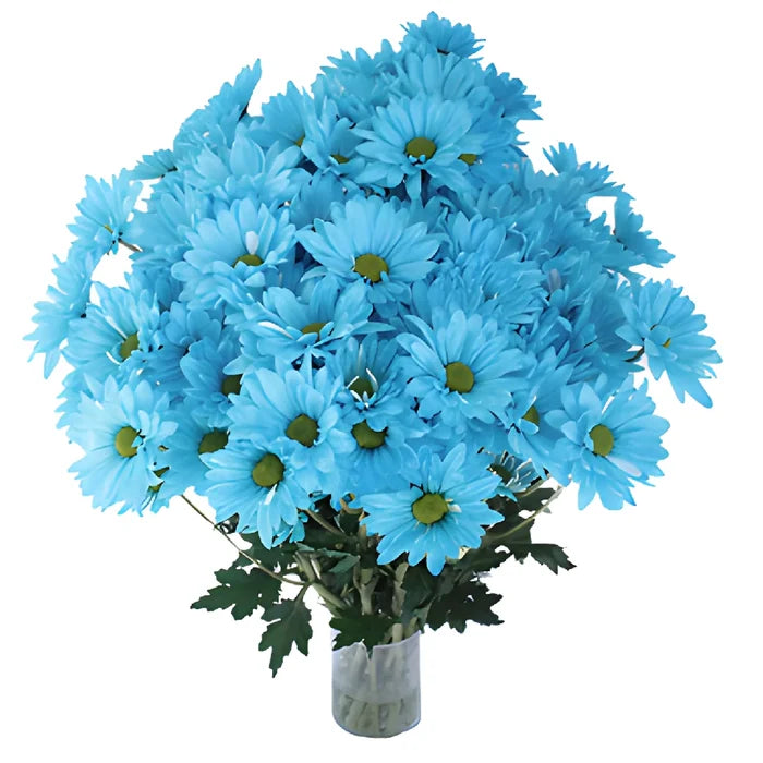 Tinted Blue Daisy Flower