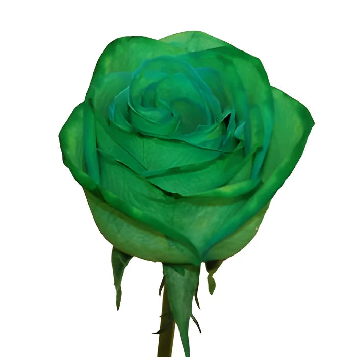 Tinted Green Roses