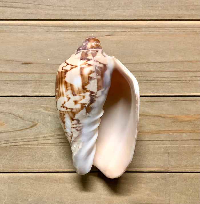 Volute Shell