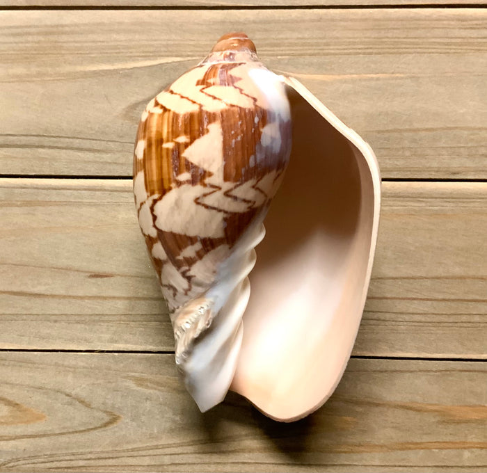 Volute Shell