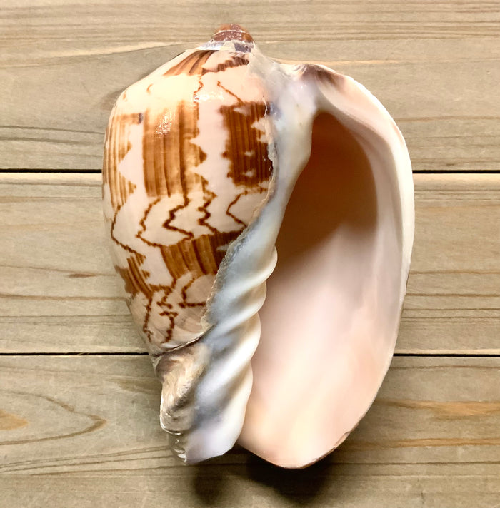 Volute Shell