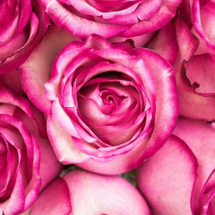 close image of white rose with pink edges
