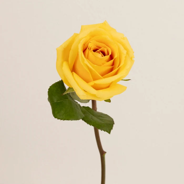 Yellow Butterscotch Fresh Cut Rose Stem - Image